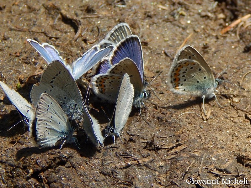 Cupido minimus e Plebejus argus